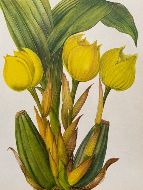 Vintage Yellow Orchid Print, Yellow Flower, Botanical Print, Original Book Plate, Vintage Framed Art, Wall Art, Nature Prints