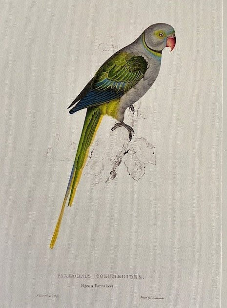 Vintage Large Green Parrot Original Print, Tropical Bird, Original Art, Jungle, Bird Illustration, Unframed, Bright Gallery Wall Art Decor
