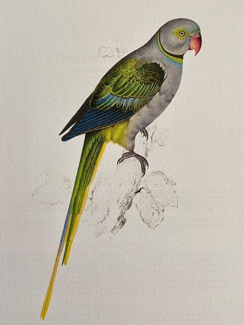 Vintage Large Green Parrot Original Print, Tropical Bird, Original Art, Jungle, Bird Illustration, Unframed, Bright Gallery Wall Art Decor