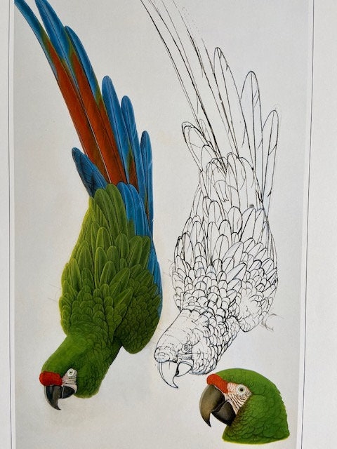 Vintage Large Colourful Parrot Print, Unframed, Tropical Bird, NOT a Digital REPRINT, Bright Wall Decor, Jungle Art, Gallery Wall Art