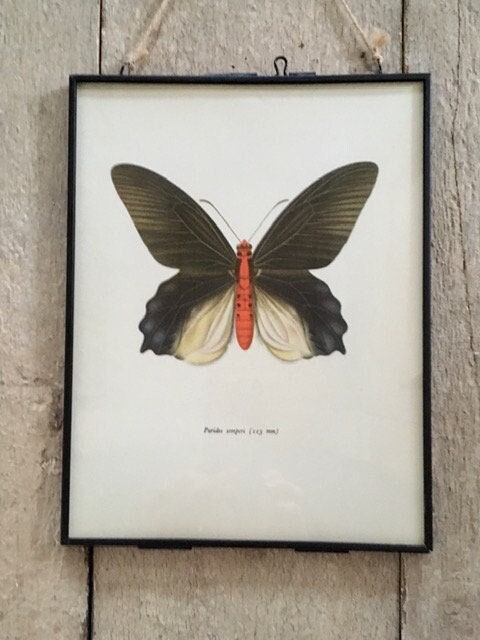 Blue Butterfly Art Print, Vintage Butterflies Wall Art, Classic Wall Art, Botanical Nature, Cottagecore Decor, Original Art, NOT A RE PRINT