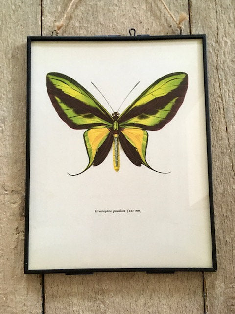 Vintage Butterfly Art, Bug Art, Insect, Book Plate, Green, Yellow, Colourful, Bright Wall Art, Framed Book Illustration, Nature Inspired Art
