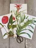 Vintage Orange Orchid Print, Botanical, Flower, Original, Book Plate, Modern Framed, Bright Wall Art, Nature Inspired, Tropical, Jungle Art