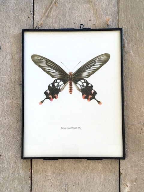 Vintage Pink Butterfly Print, Original NOT A Digital Reprint, Book Plate, Framed, Hanging Wall Art, Pretty Insect, Sustainable Wall Art